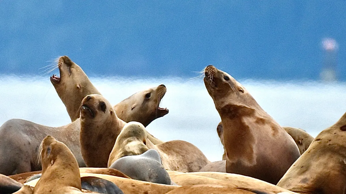 DSC_1173 a herd of cattle standing on top of a seal